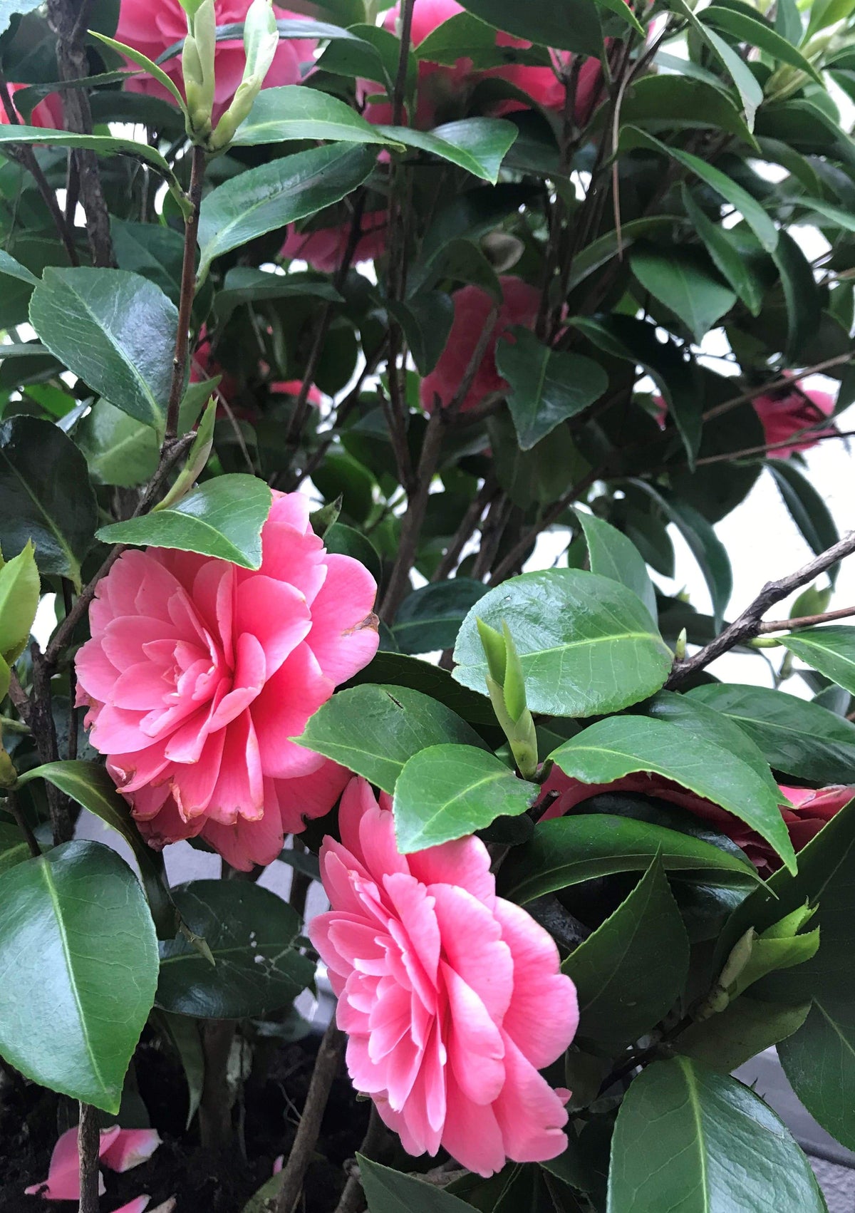 Camellia Mrs. Tingley