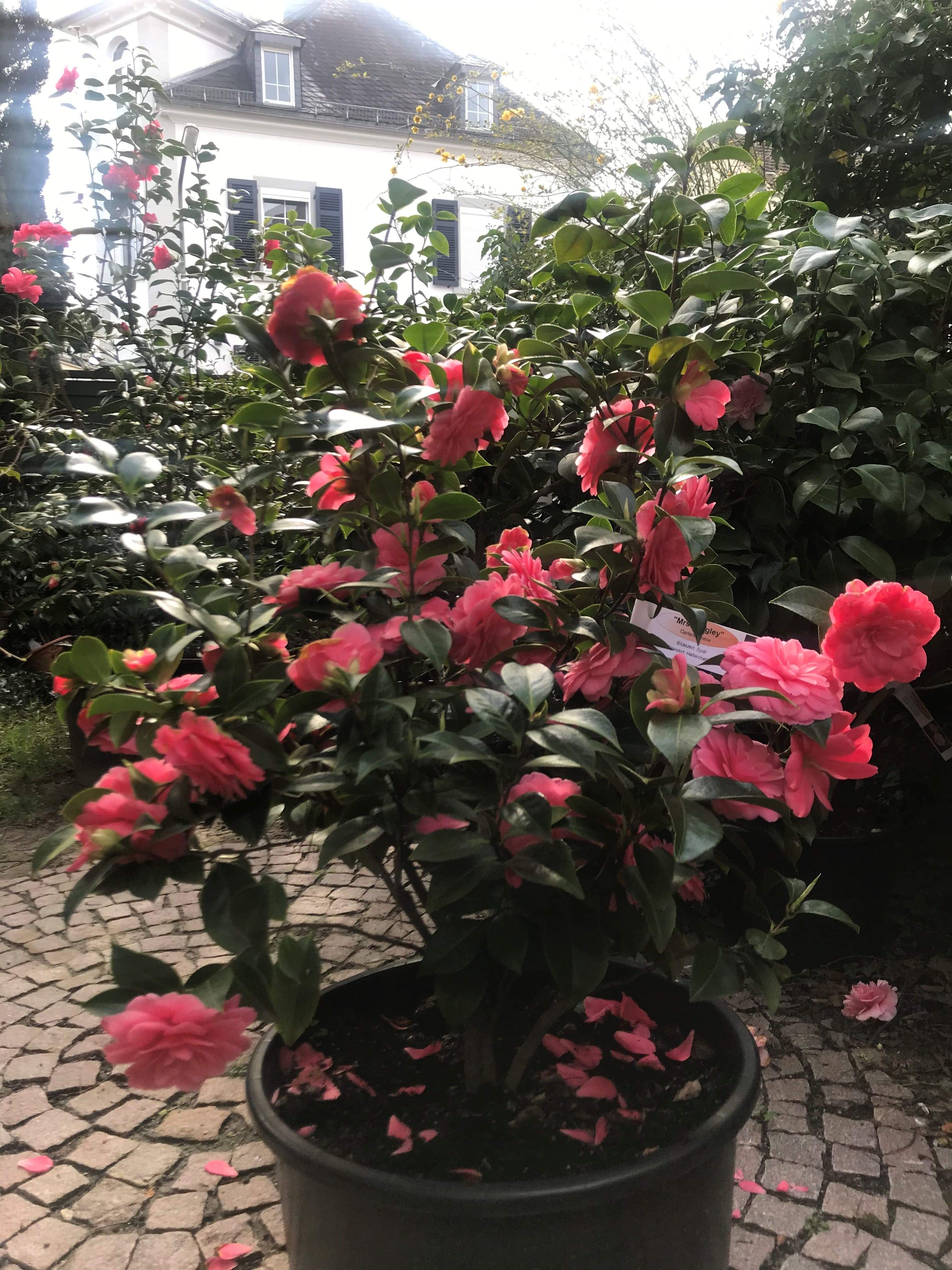 Camellia Mrs. Tingley