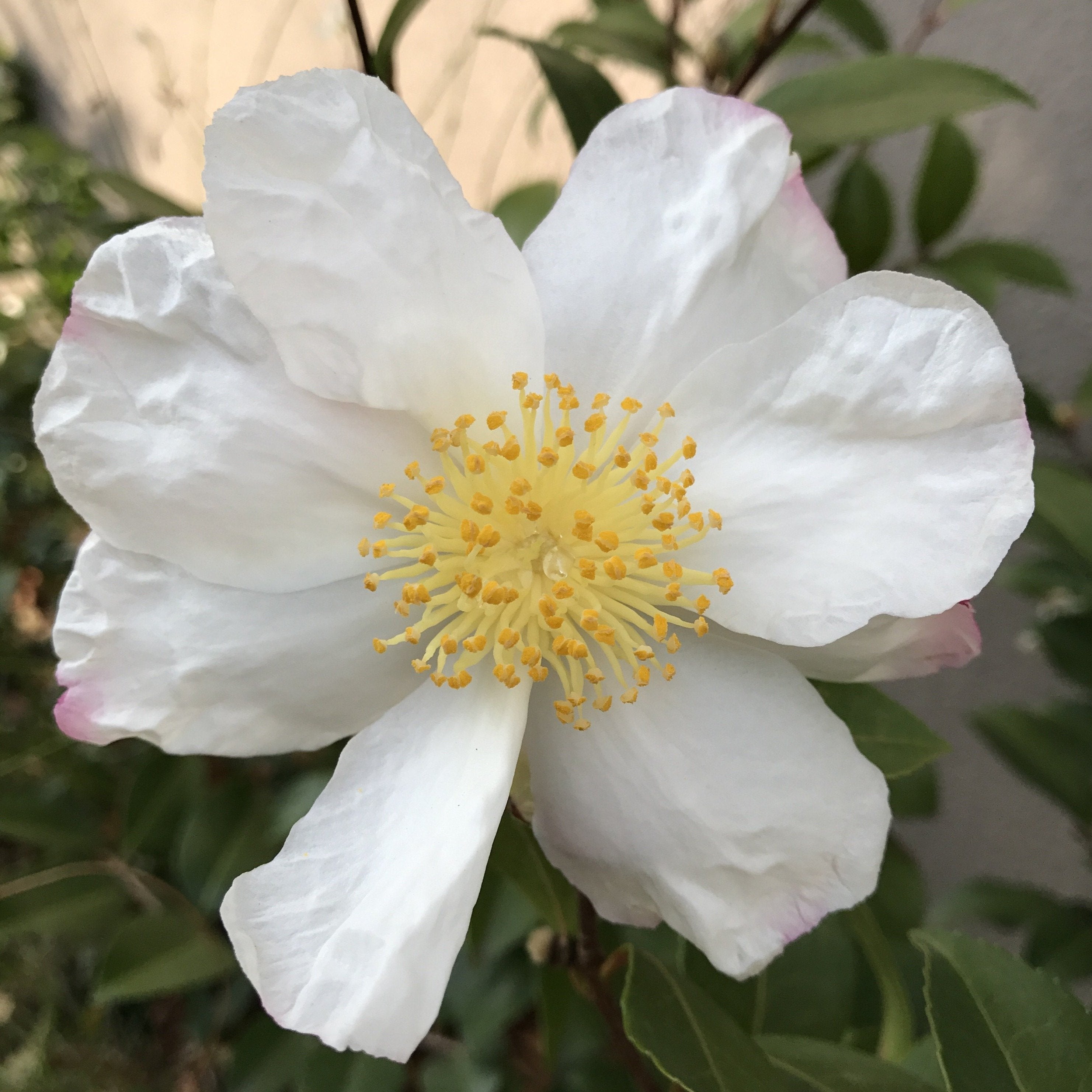 Camellia Narumigata - Mein-Kameliengarten.de