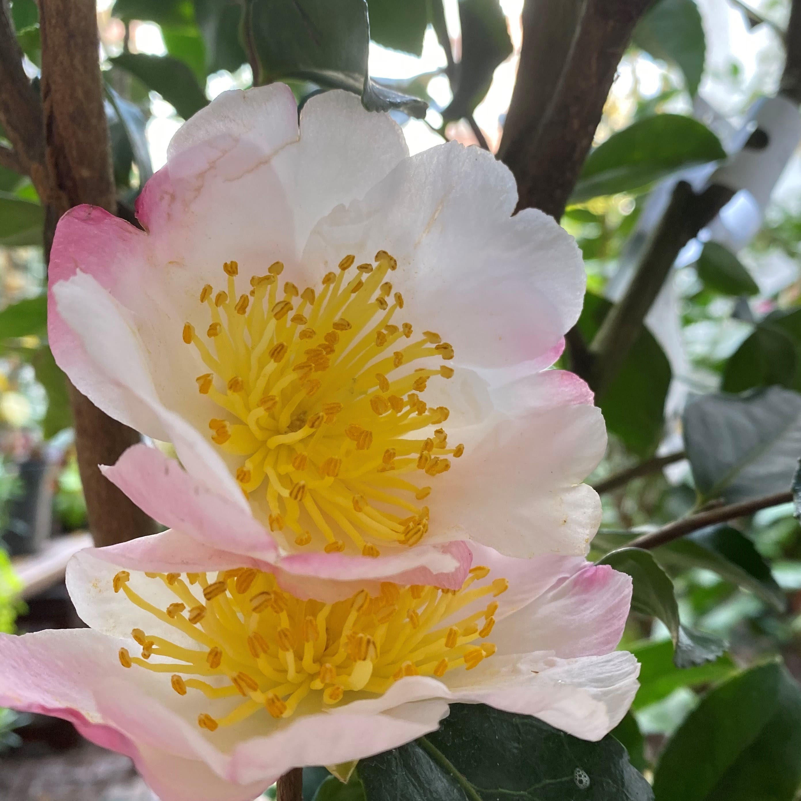 Camellia Narumigata