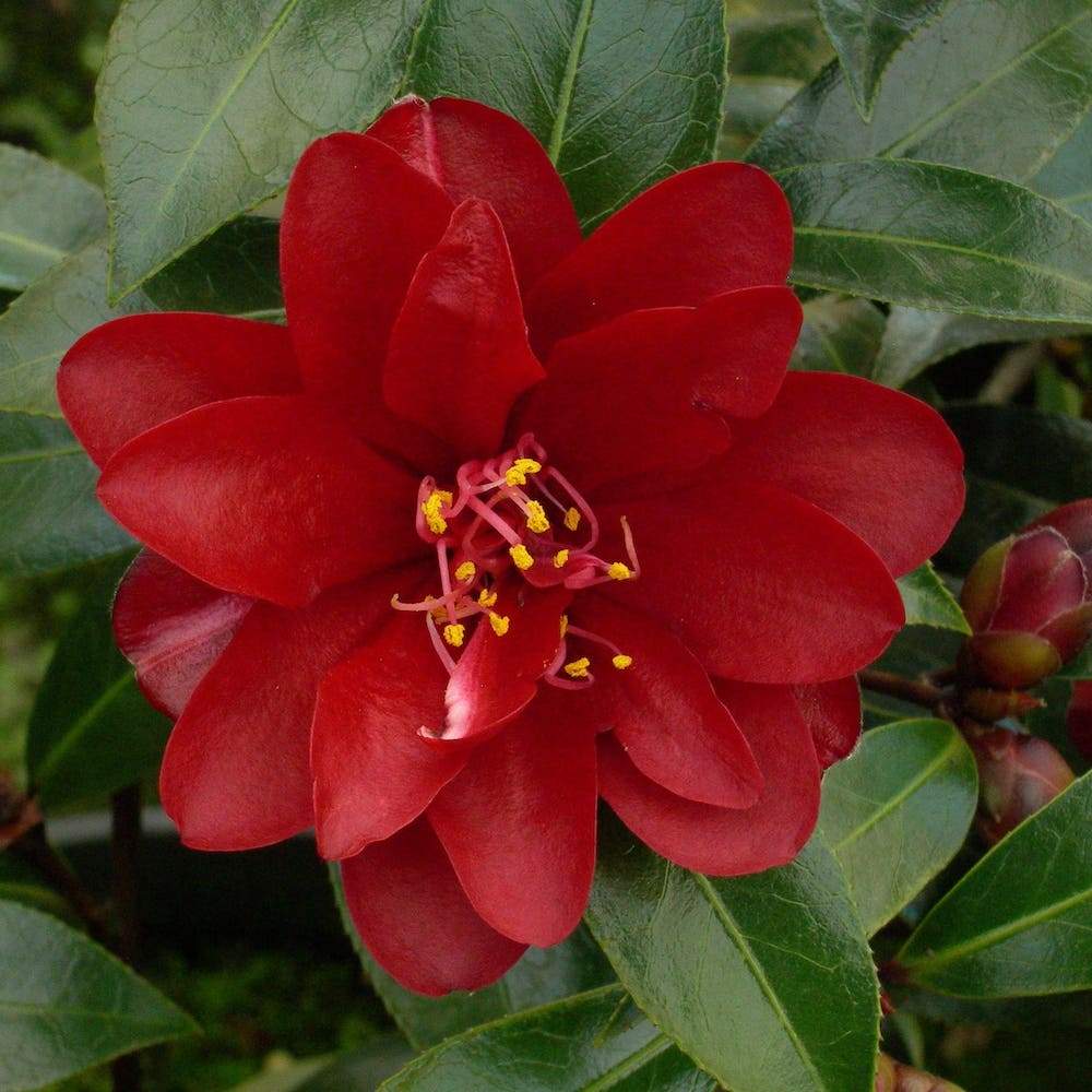 Camellia Night Rider