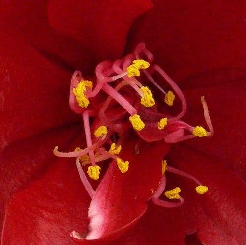 Camellia Night Rider