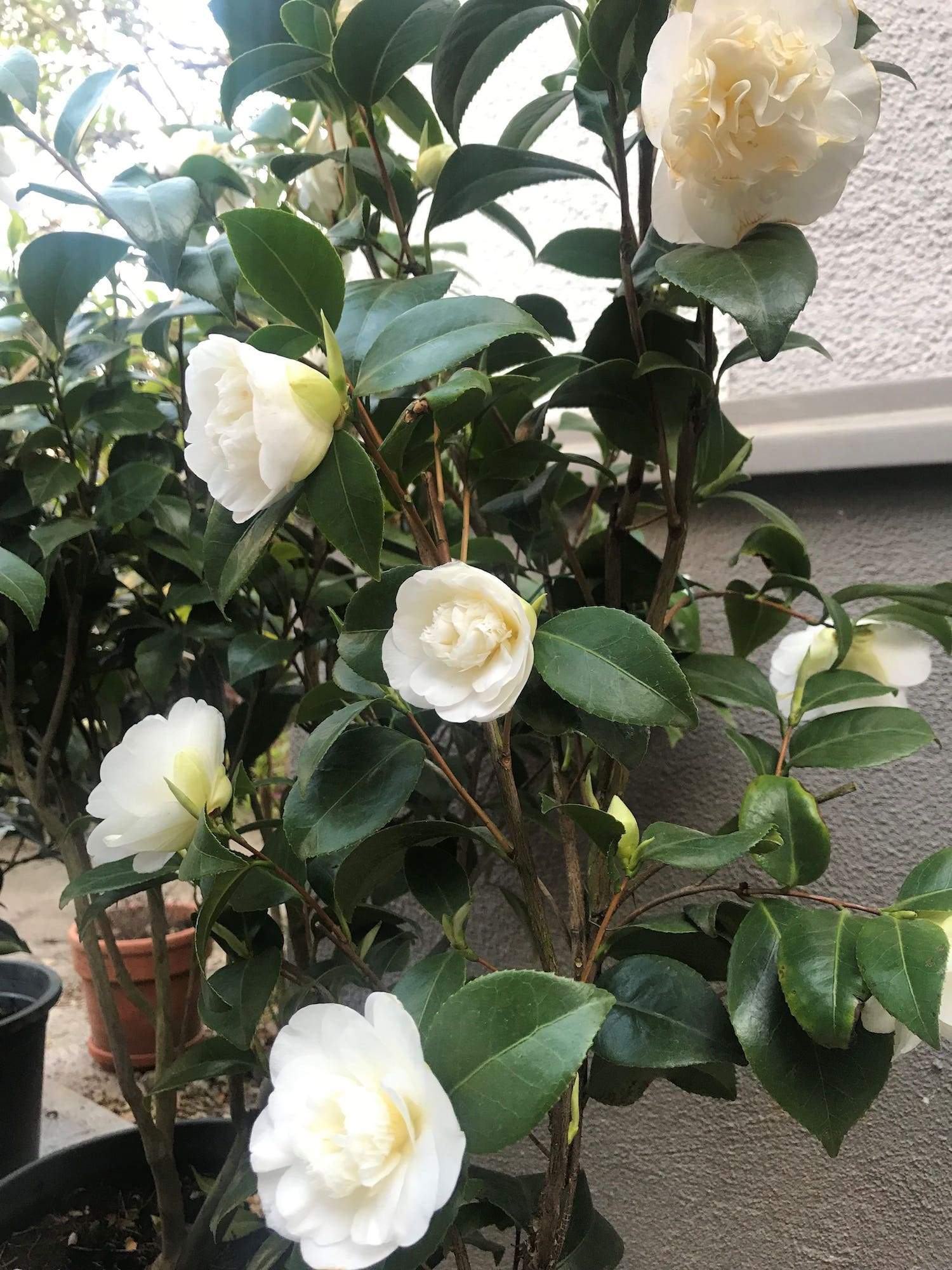 Camellia Nobilissima 