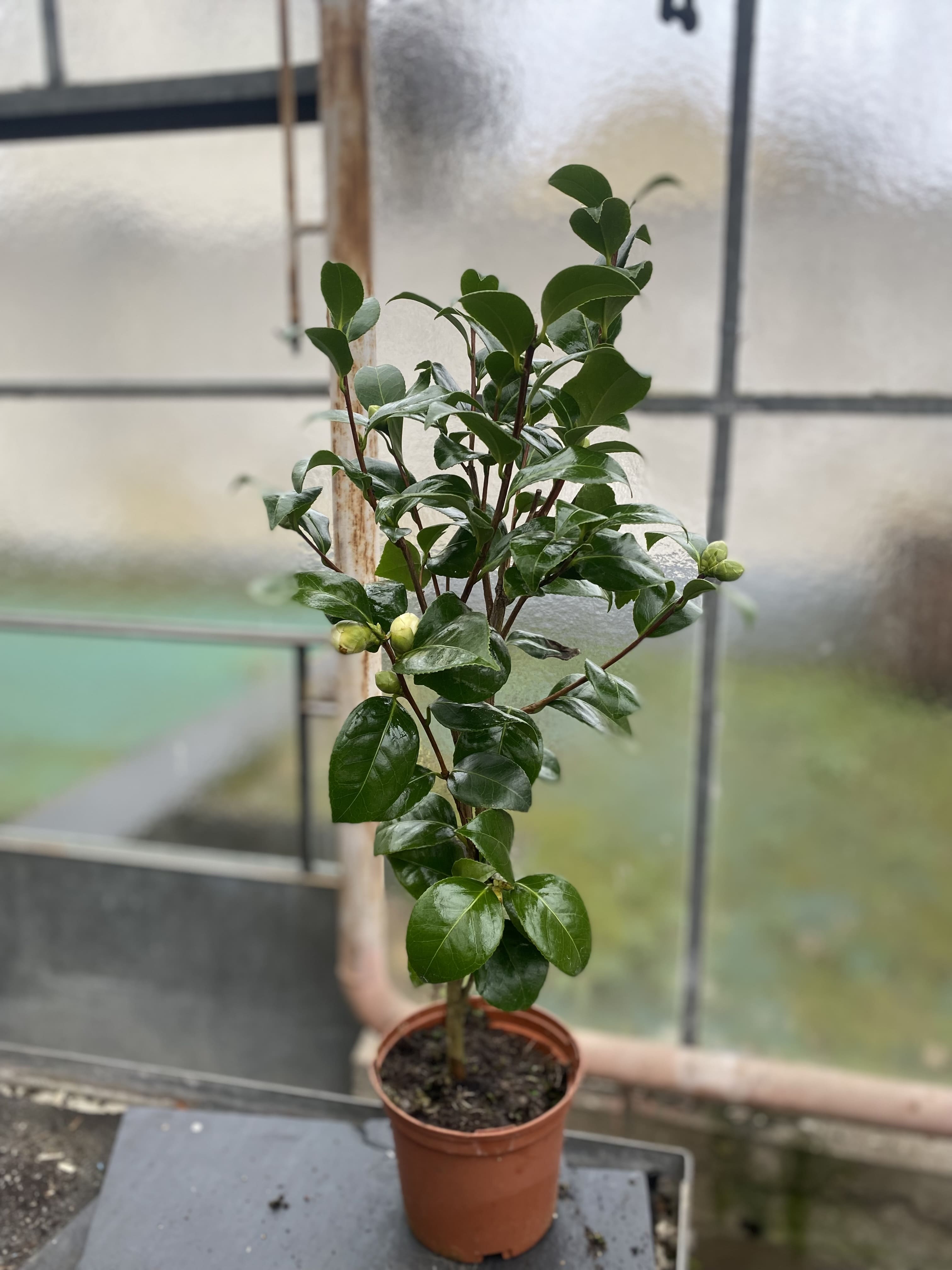 Camellia Nobilissima