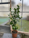 Camellia Nobilissima