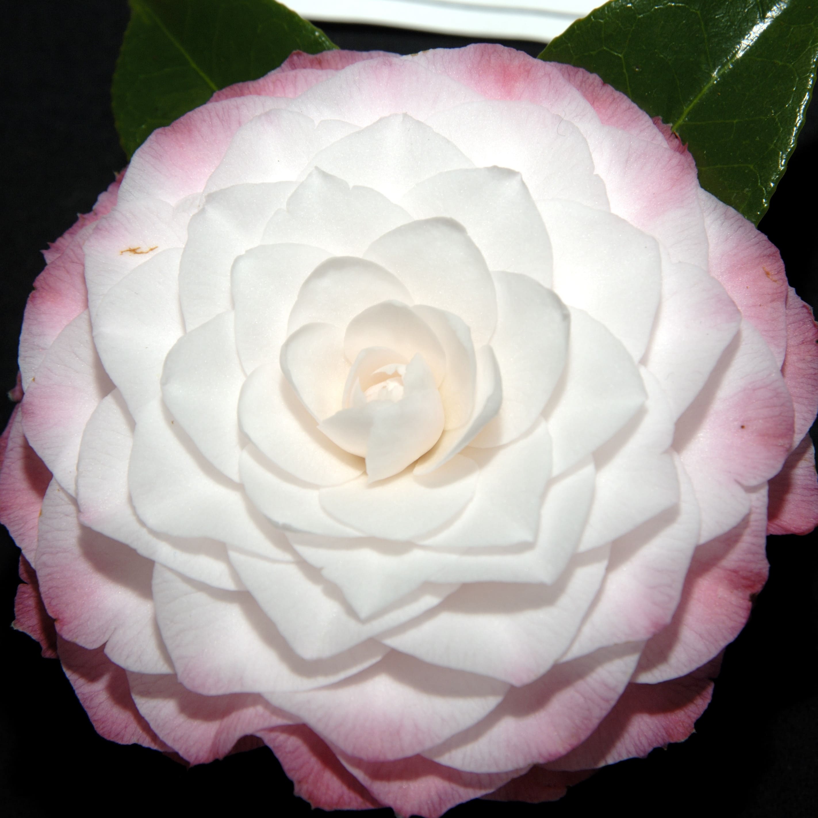 Camellia Nuccio's Pearl