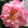 Camellia Nuccio&#39;s Jewel - Mein-Kameliengarten.de