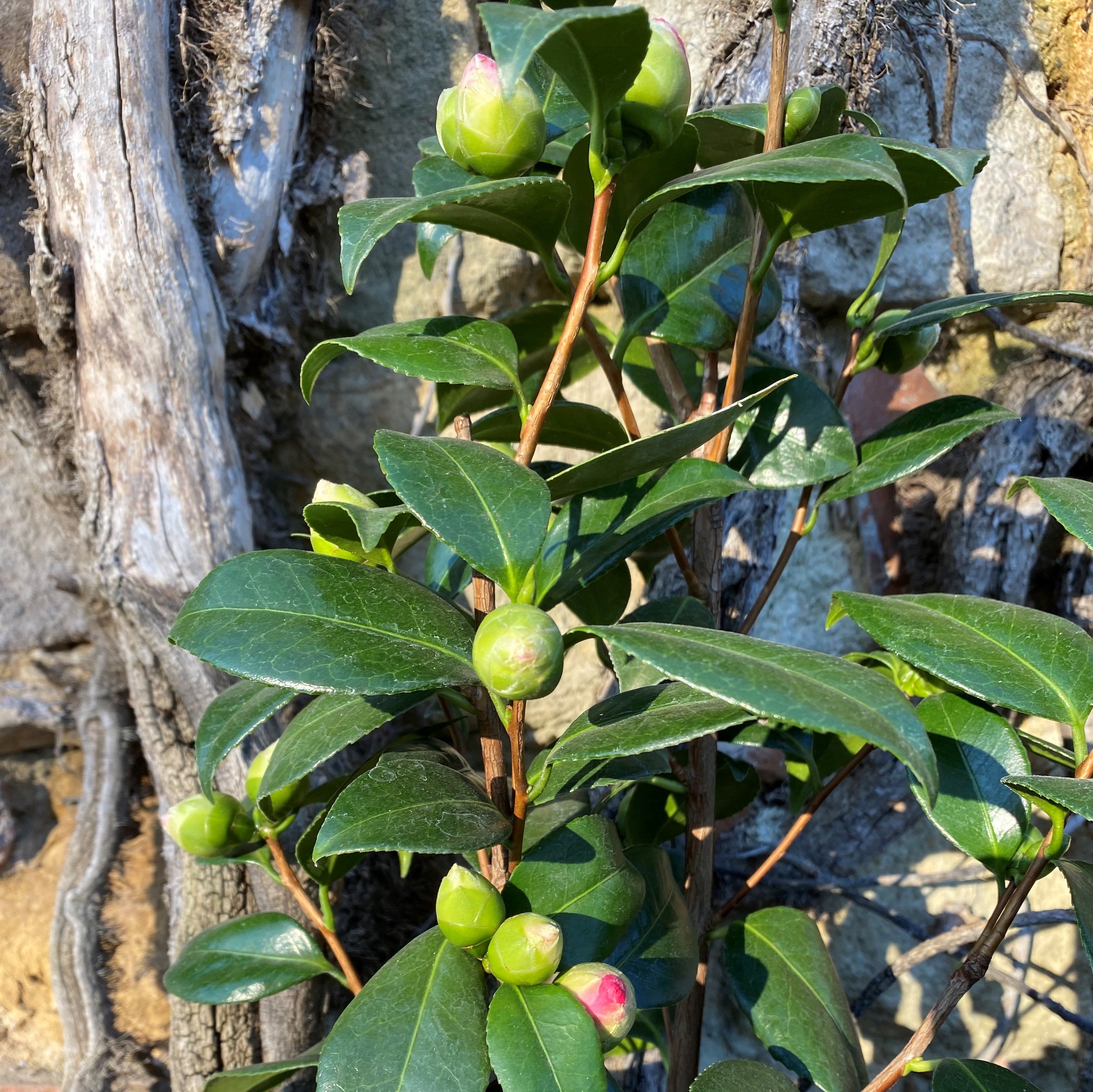 Camellia Nuccio's Pearl