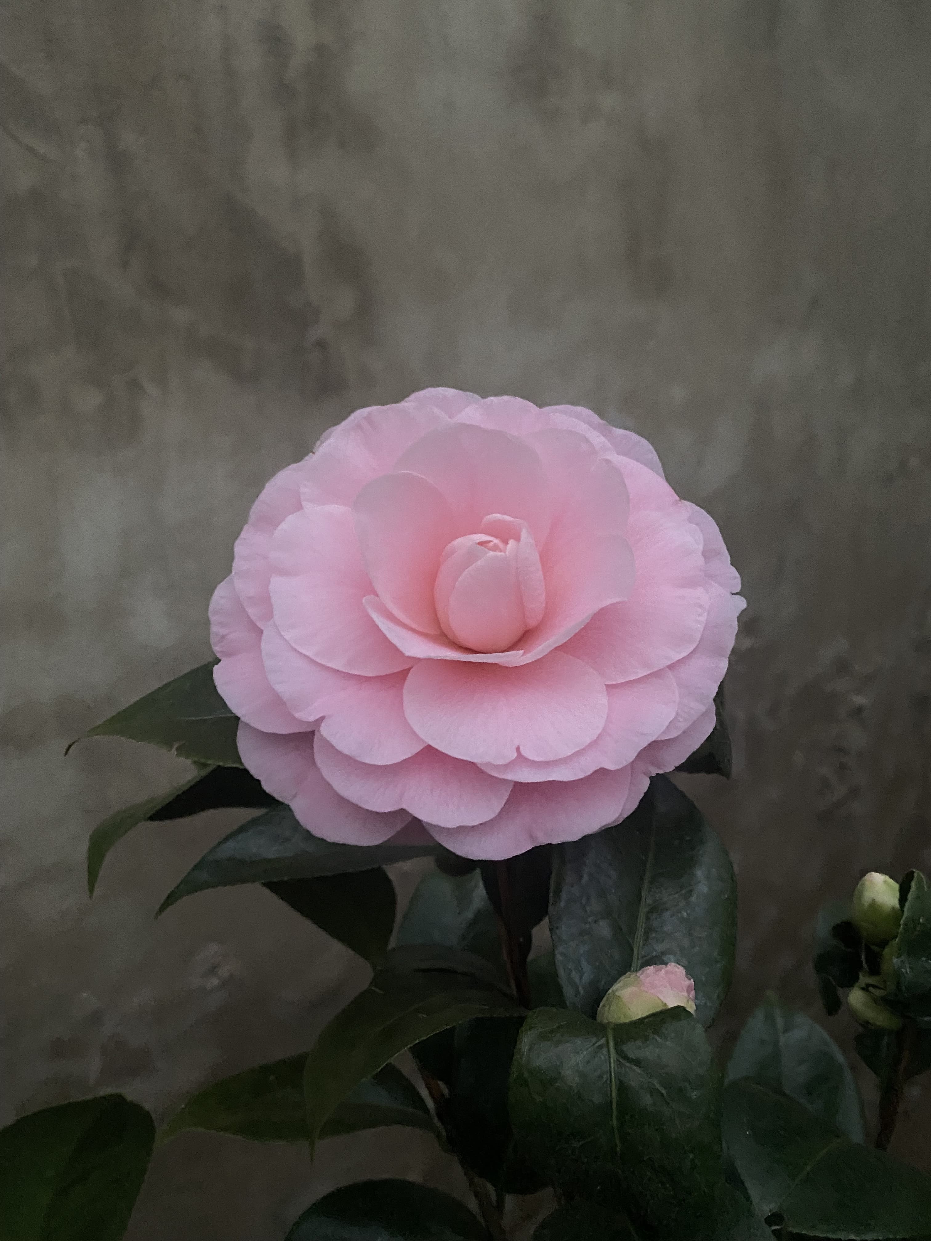 Camellia Nuccio's cameo