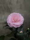 Camellia Nuccio&#39;s Cameo