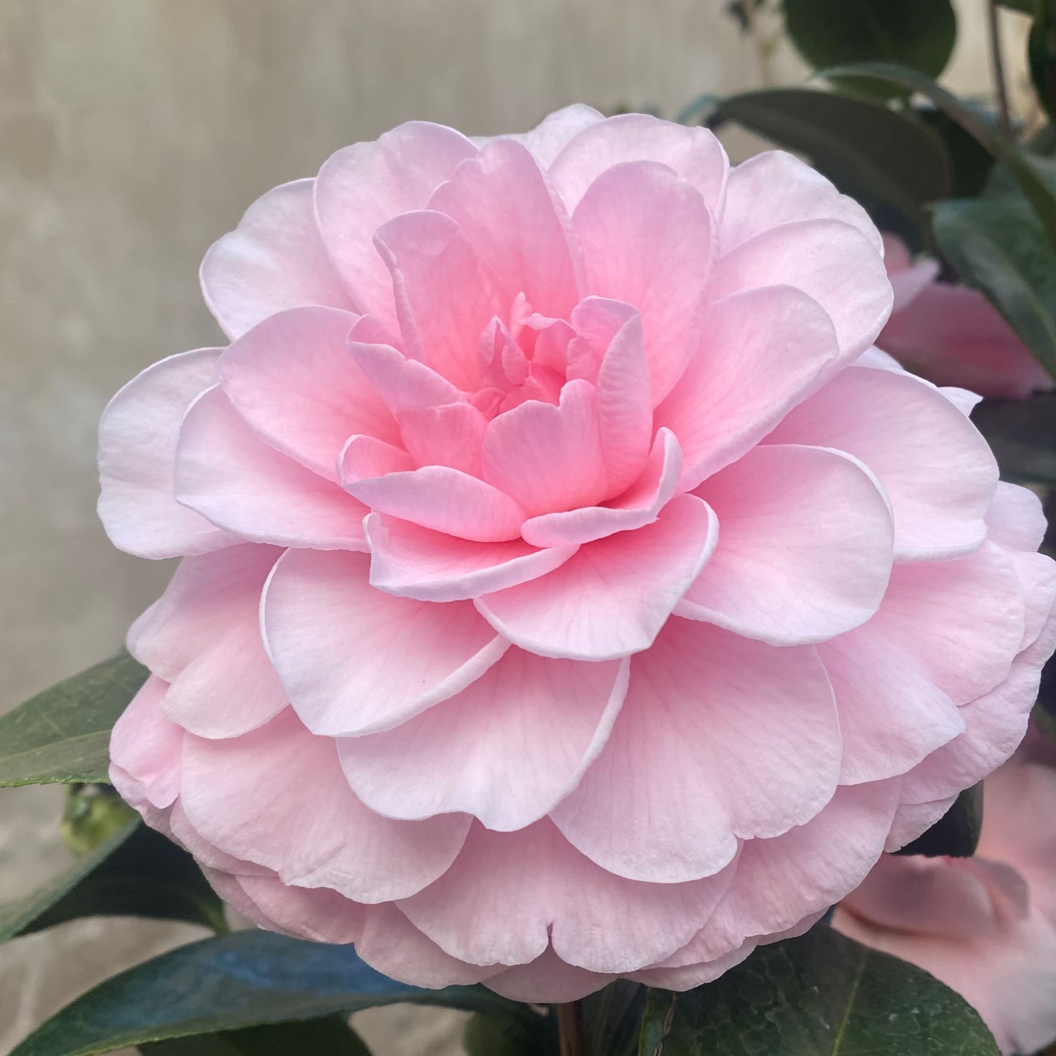 Camellia Nuccio's cameo