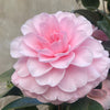 Camellia Nuccio&#39;s Cameo