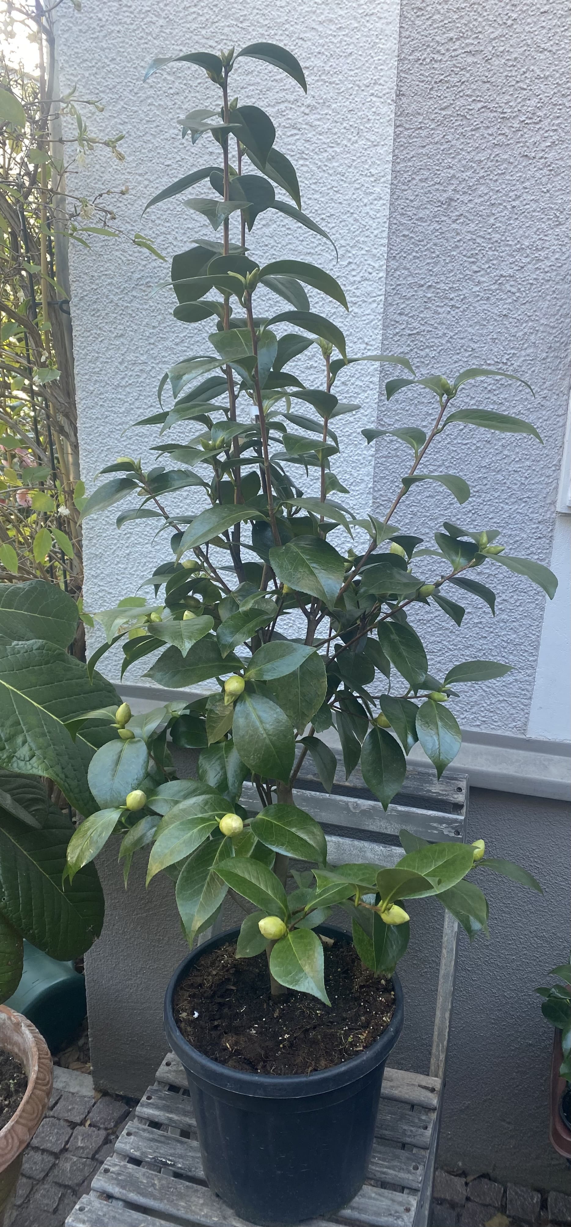 Camellia Nuccio`s Gem