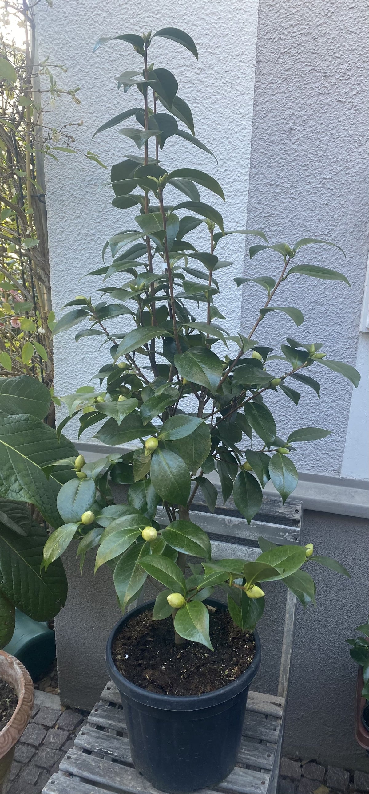 Camellia Nuccio`s Gem