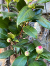 Camellia Nuccio&#39;s Jewel