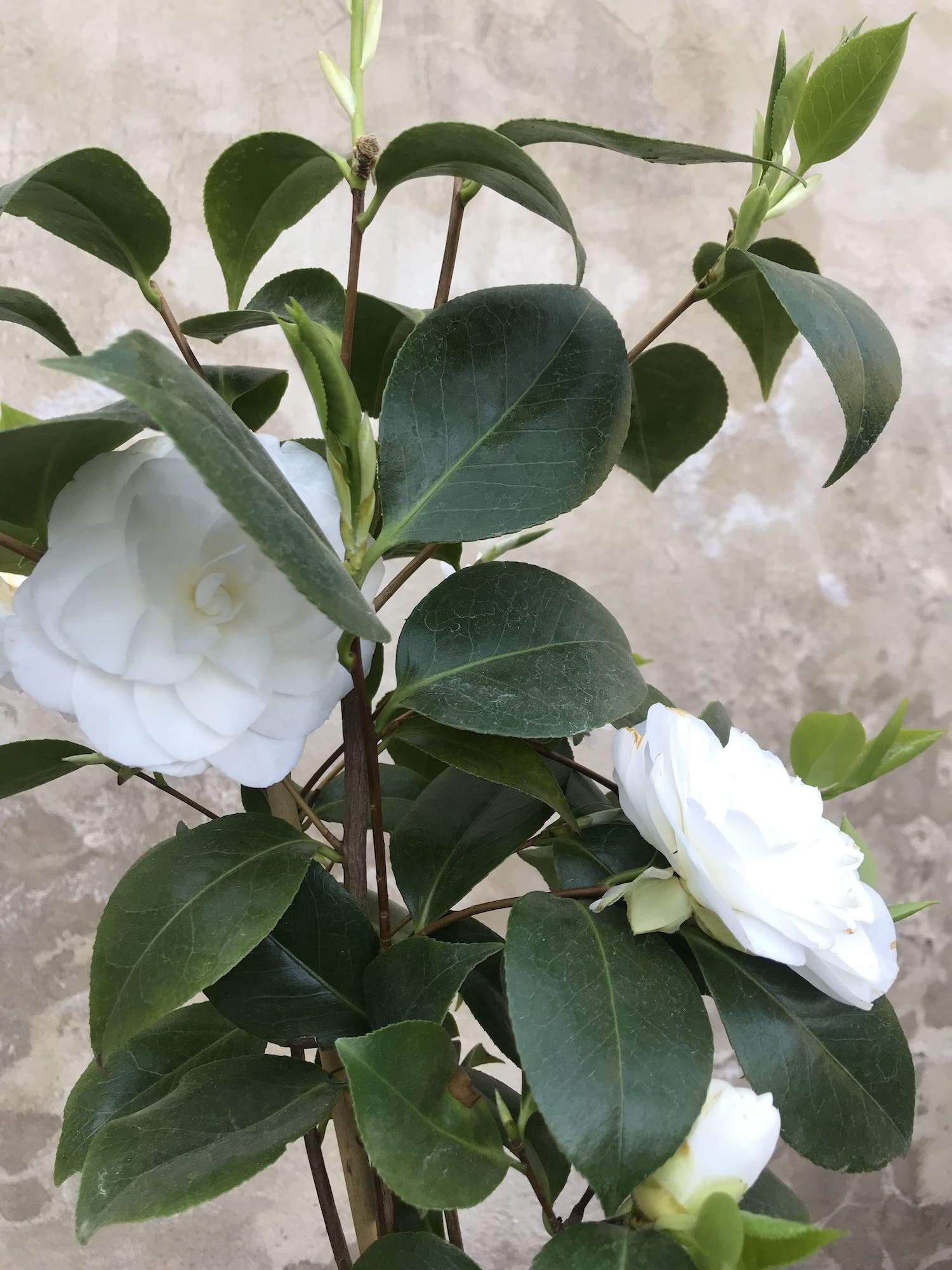 Camellia Nuccio`s Gem
