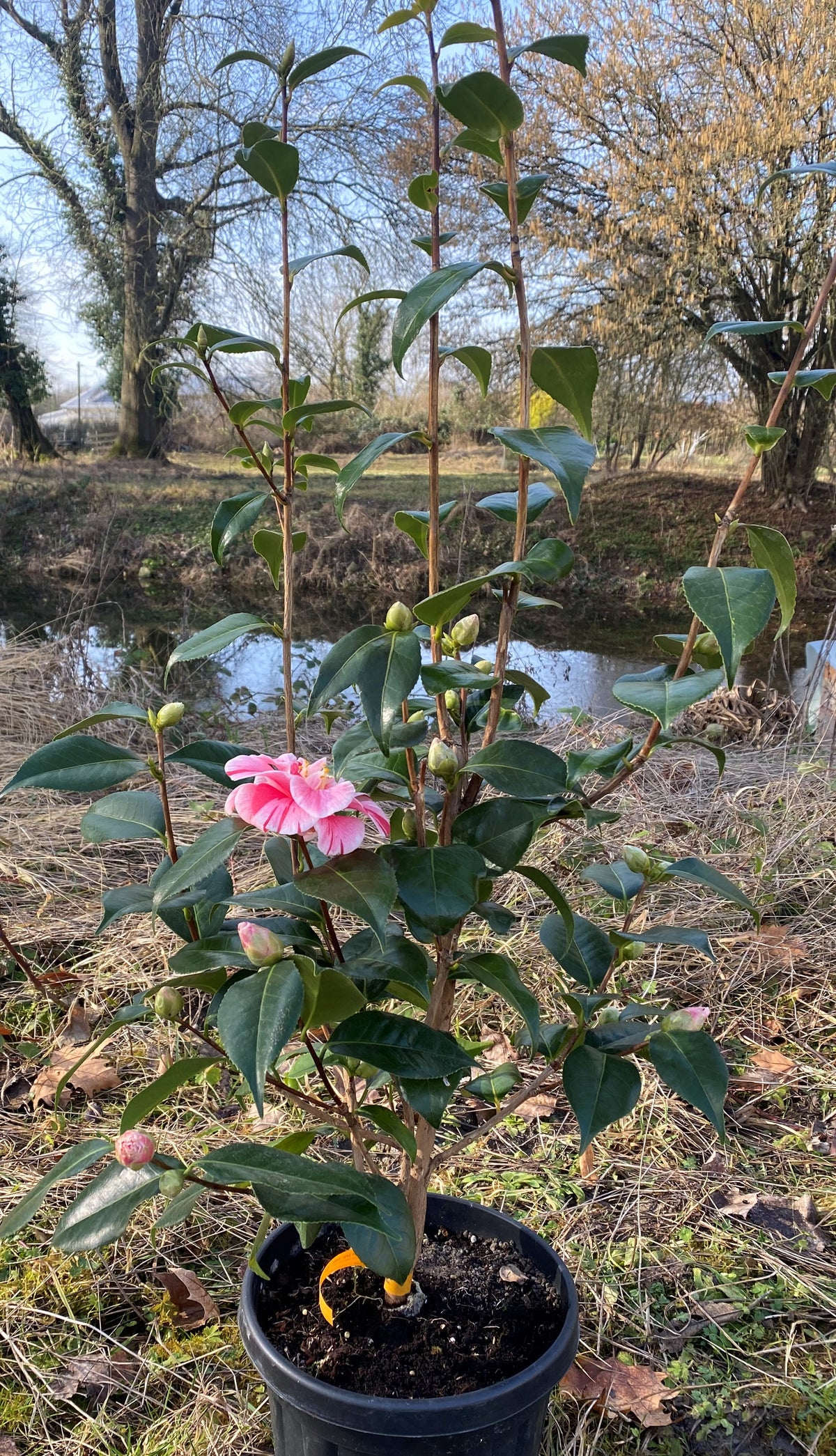 Camellia Oki-no-nami