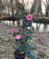 Camellia Oki-no-nami