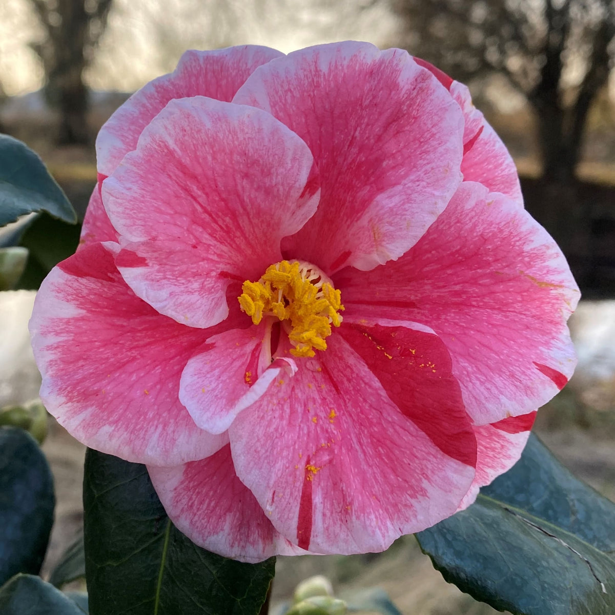 Camellia Oki-no-nami