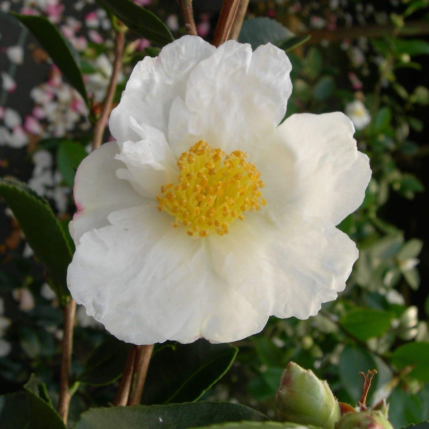 Camellia oleifera wild form