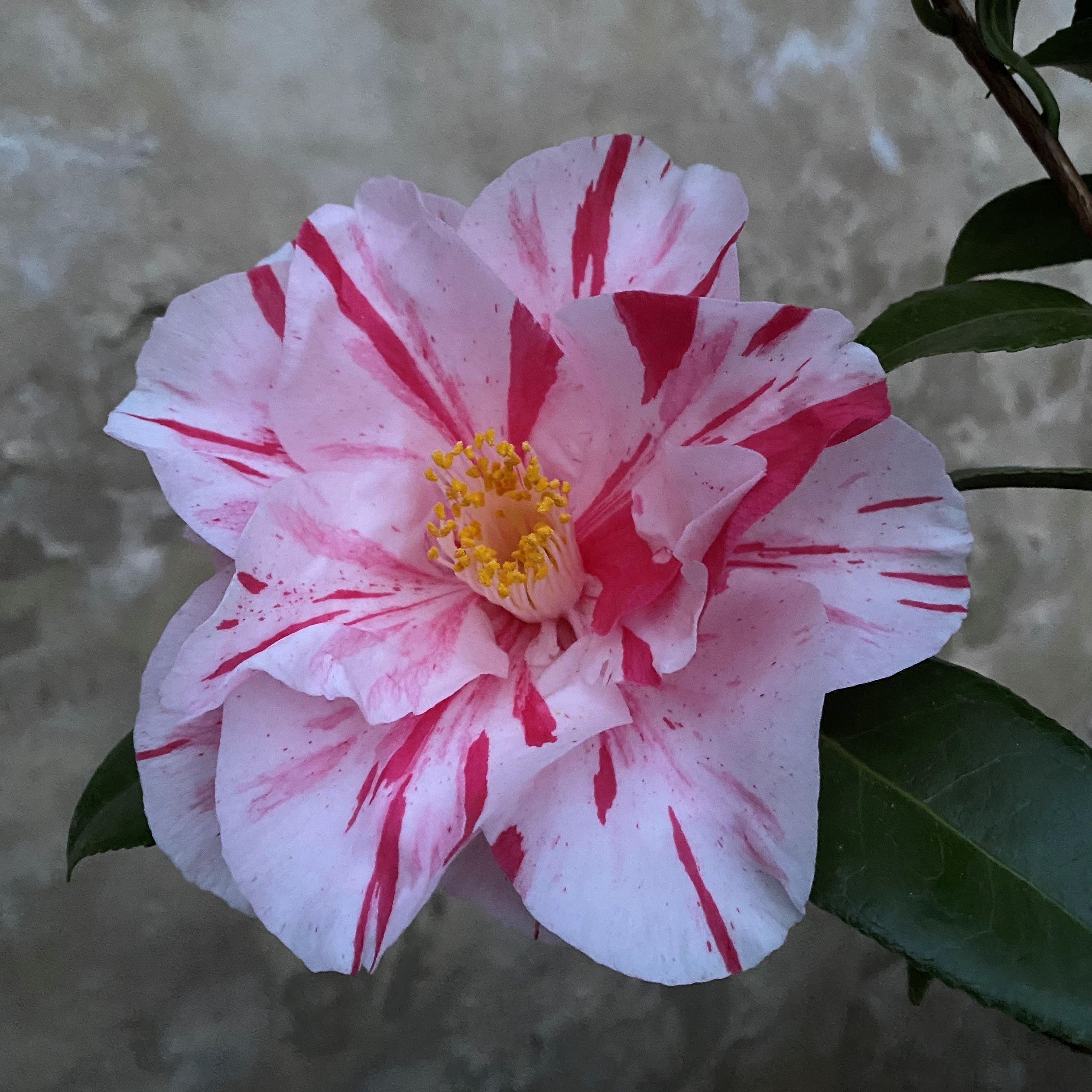 Camellia Paul Jones Supreme
