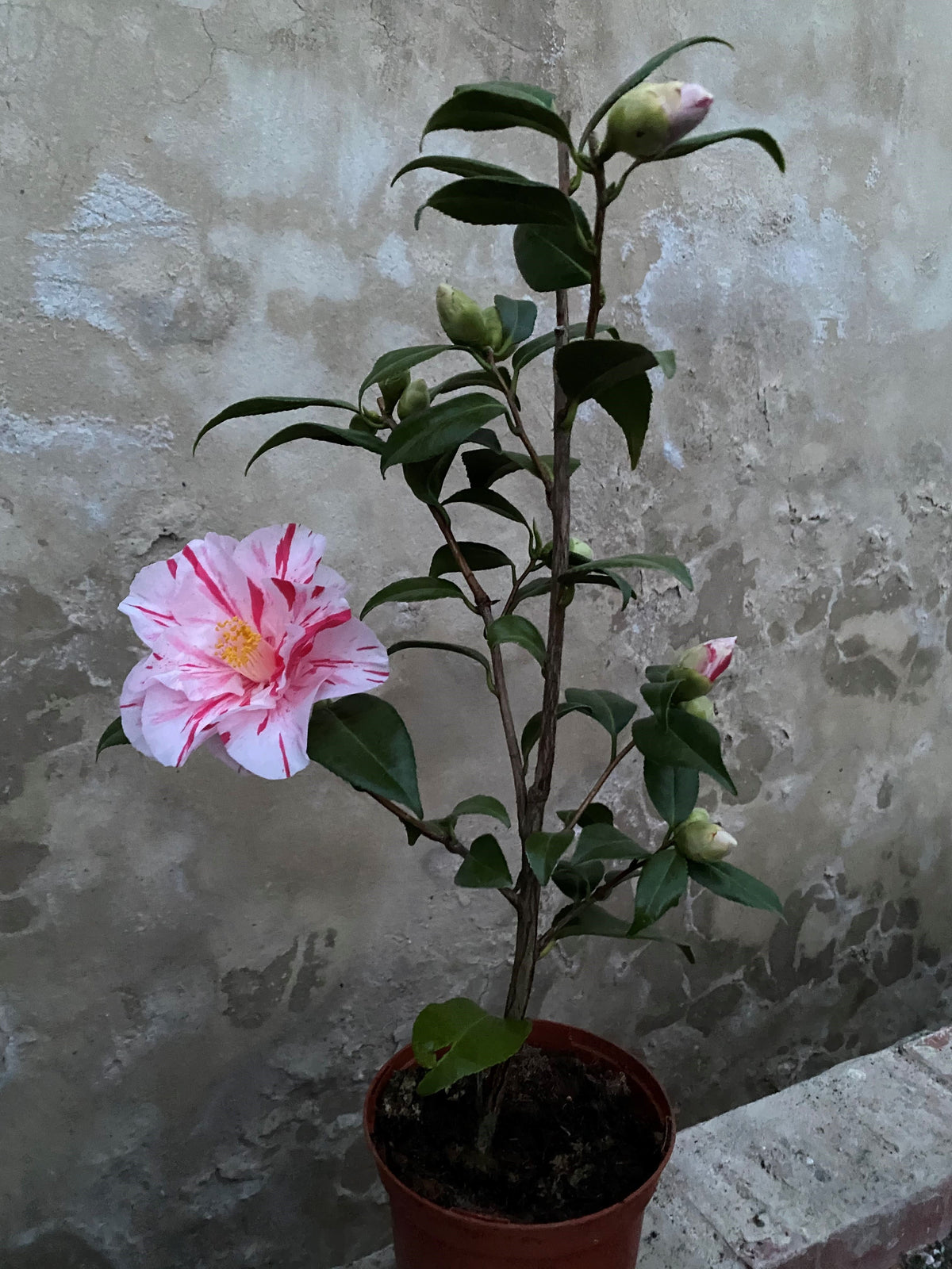 Camellia Paul Jones Supreme