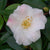 Camellia Quintessence - Mein-Kameliengarten.de