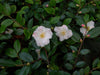 Camellia Quintessence - Mein-Kameliengarten.de