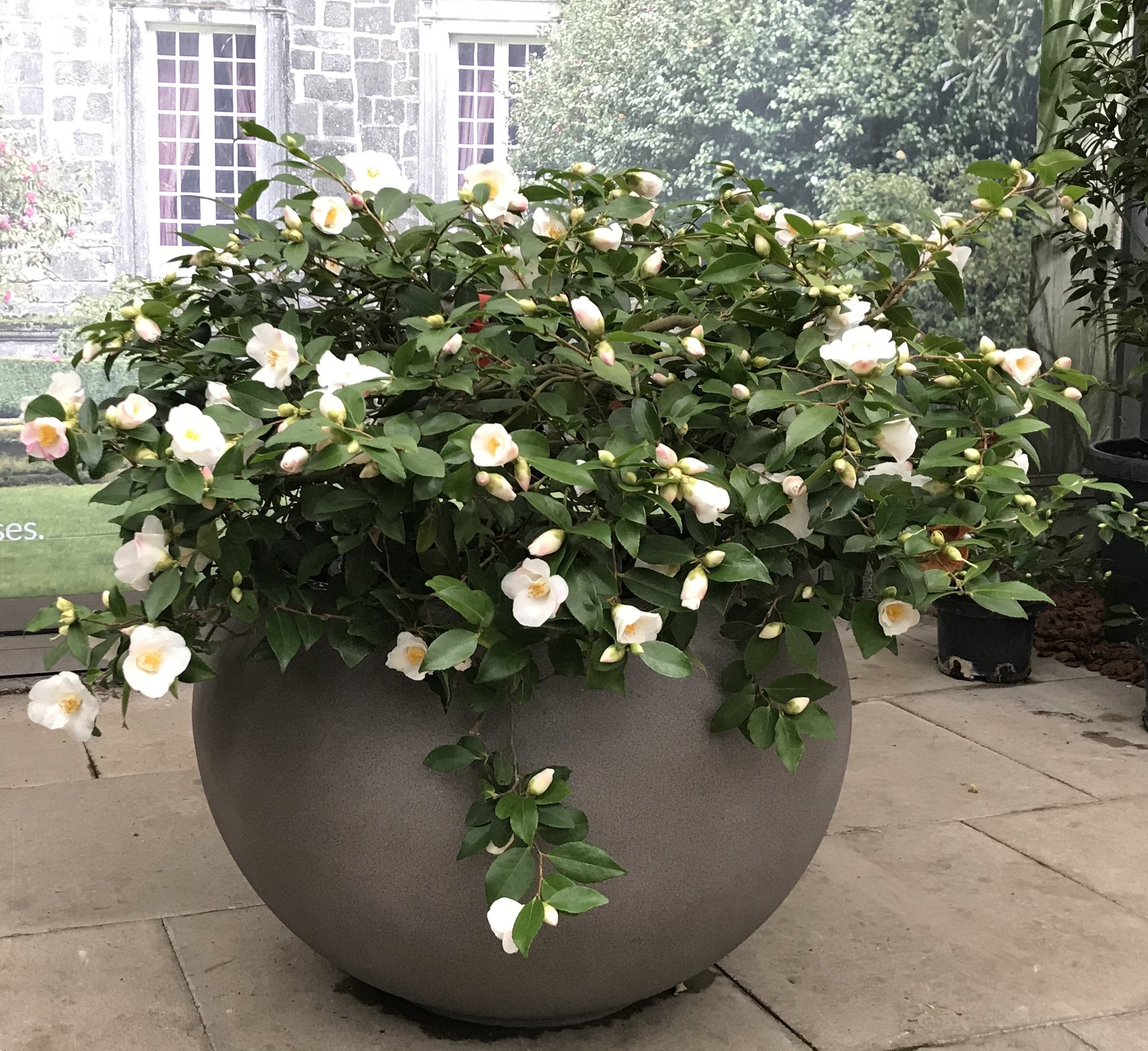 Camellia Quintessence - Mein-Kameliengarten.de