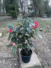 Camellia R.L. Wheeler