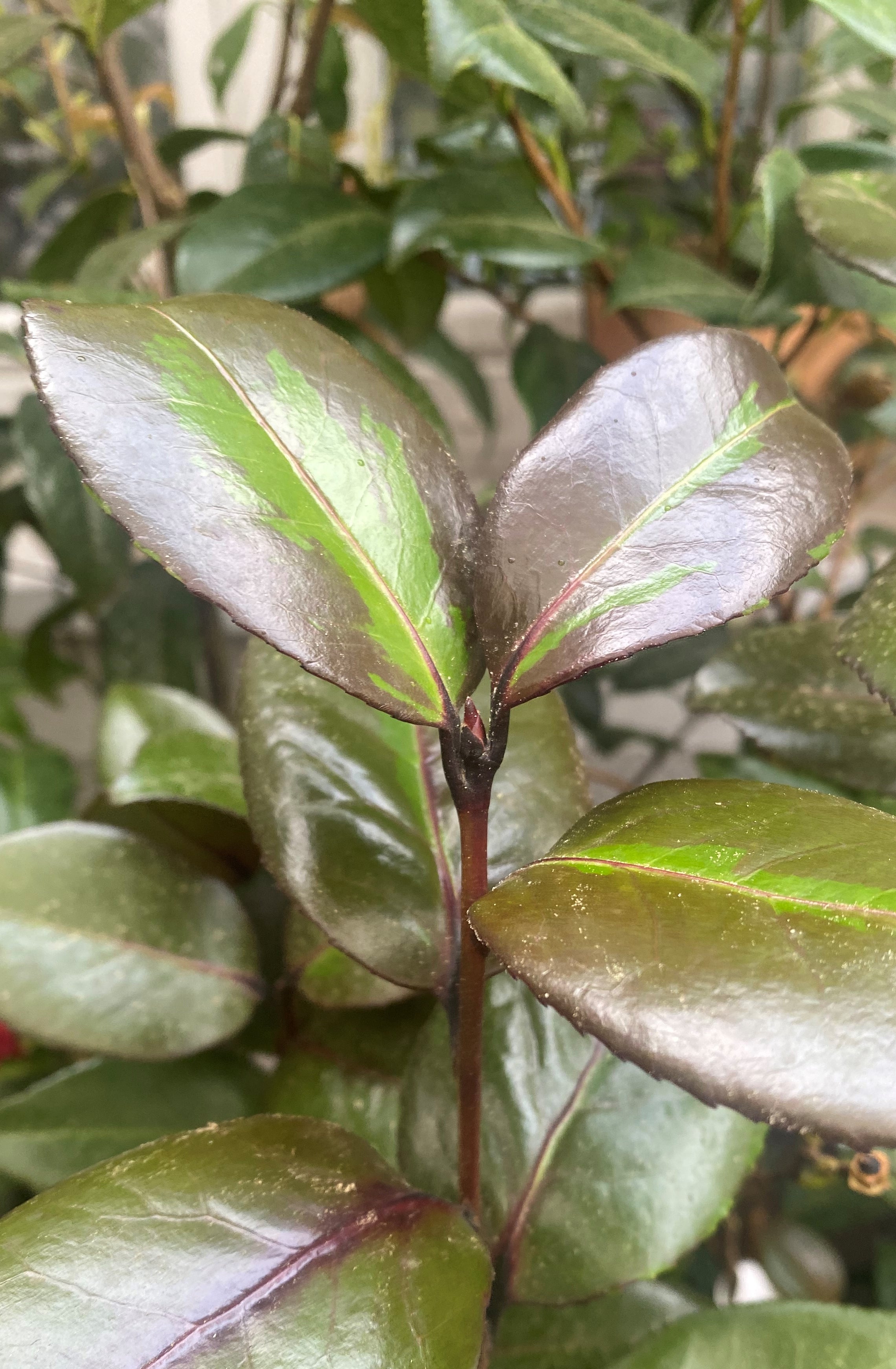 Camellia Red Leaf Bella