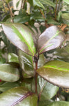 Camellia Red Leaf Bella