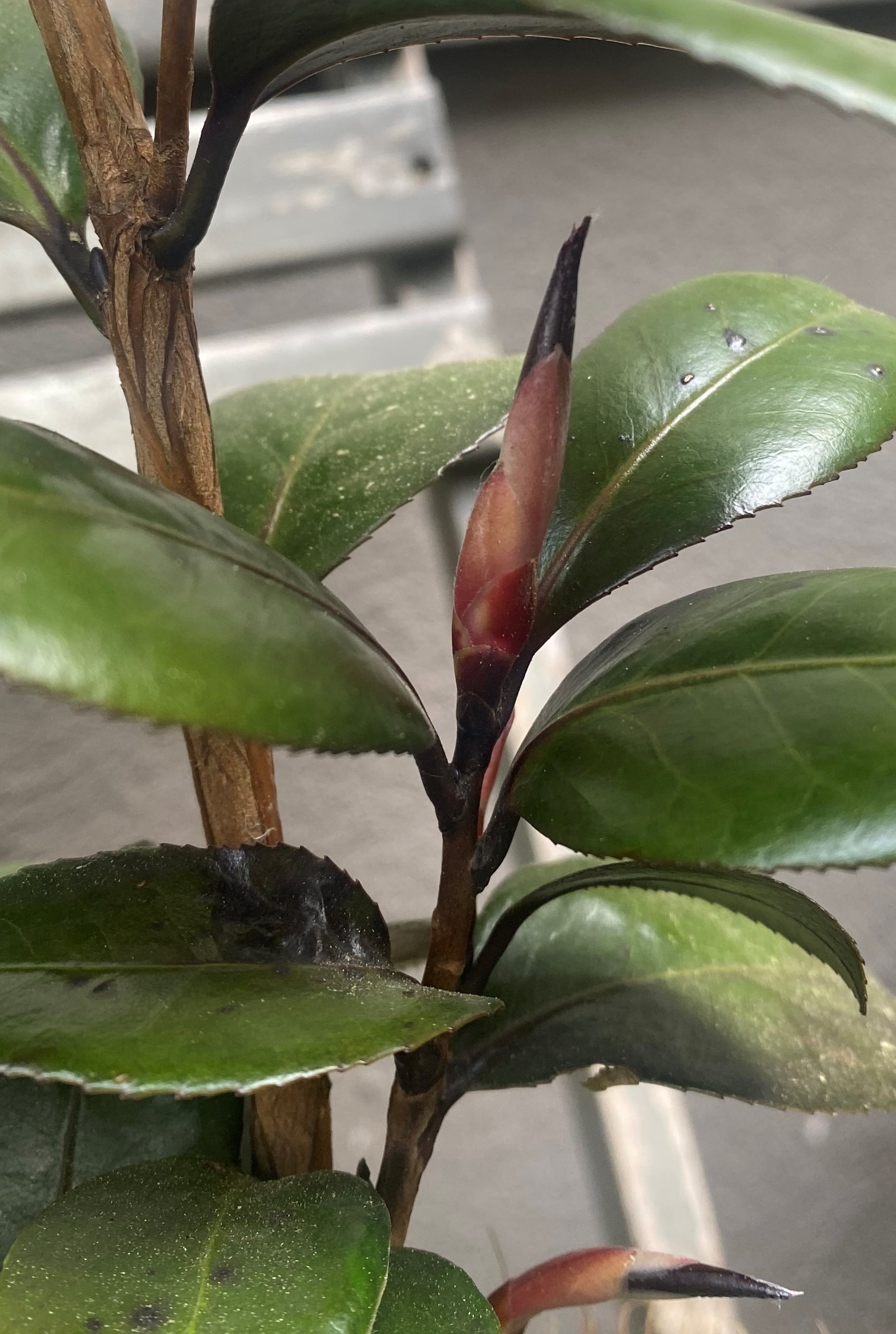Camellia Red Leaf Bella