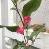 Camellia Rosiiflora