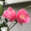 Camellia Rosiiflora