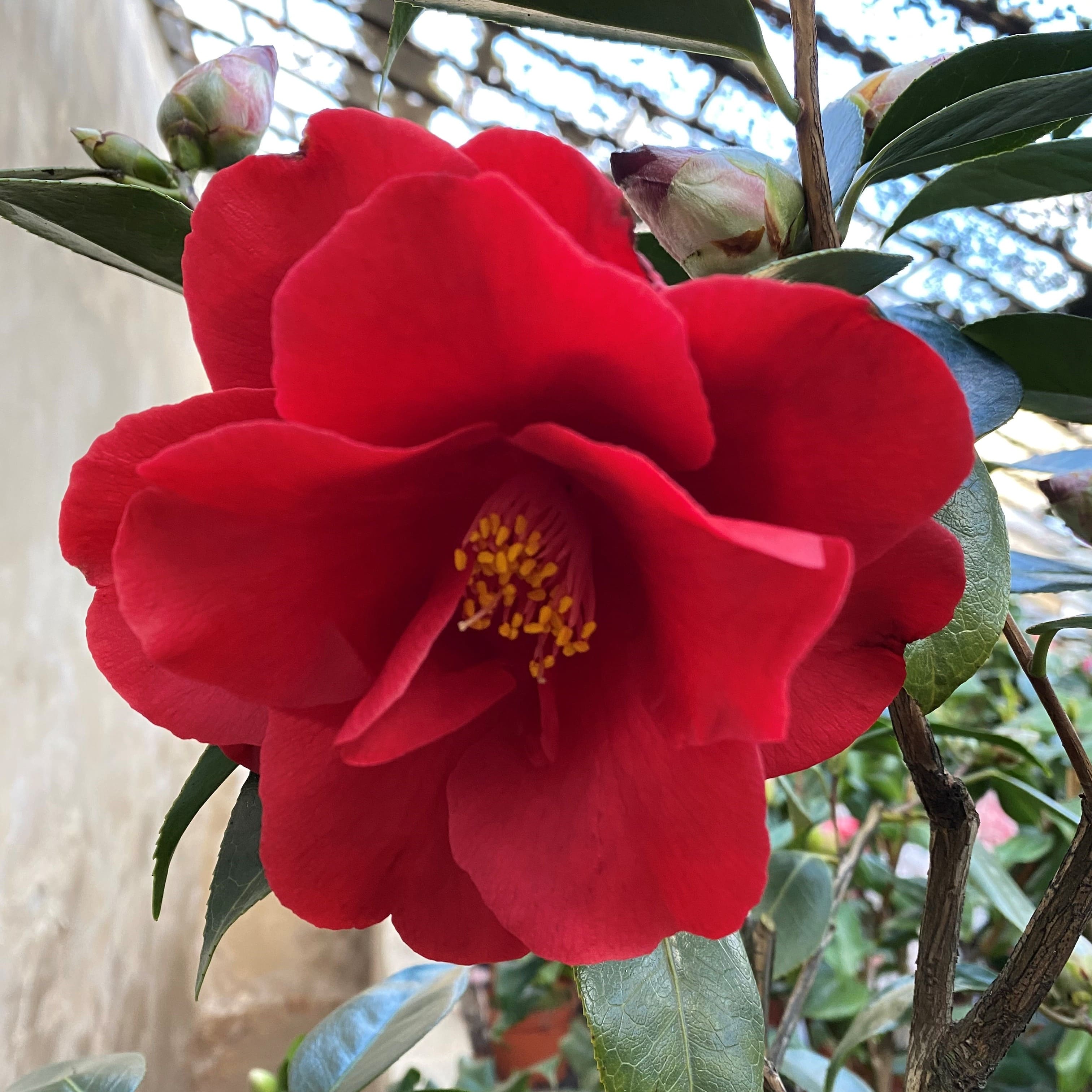 Camellia Royal Velvet