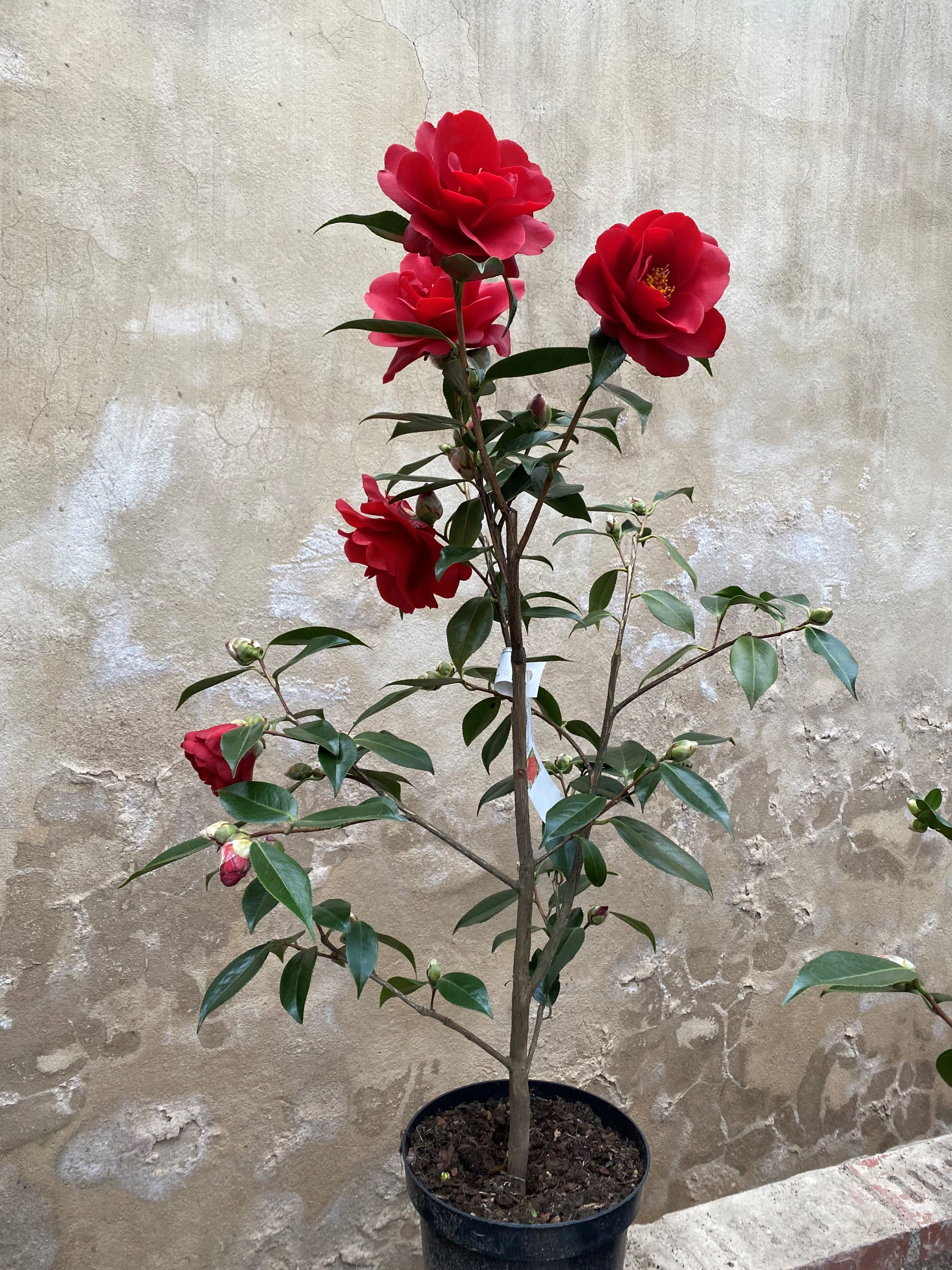 Camellia Royal Velvet