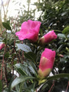 Camellia Saluenensis Wildform