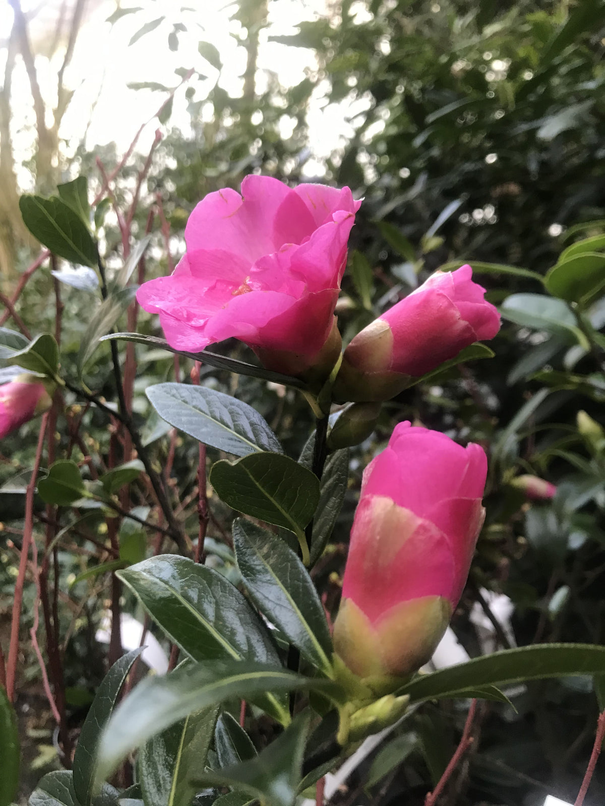 Camellia Saluenensis Wildform