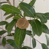 Camellia Saluenensis Wildform