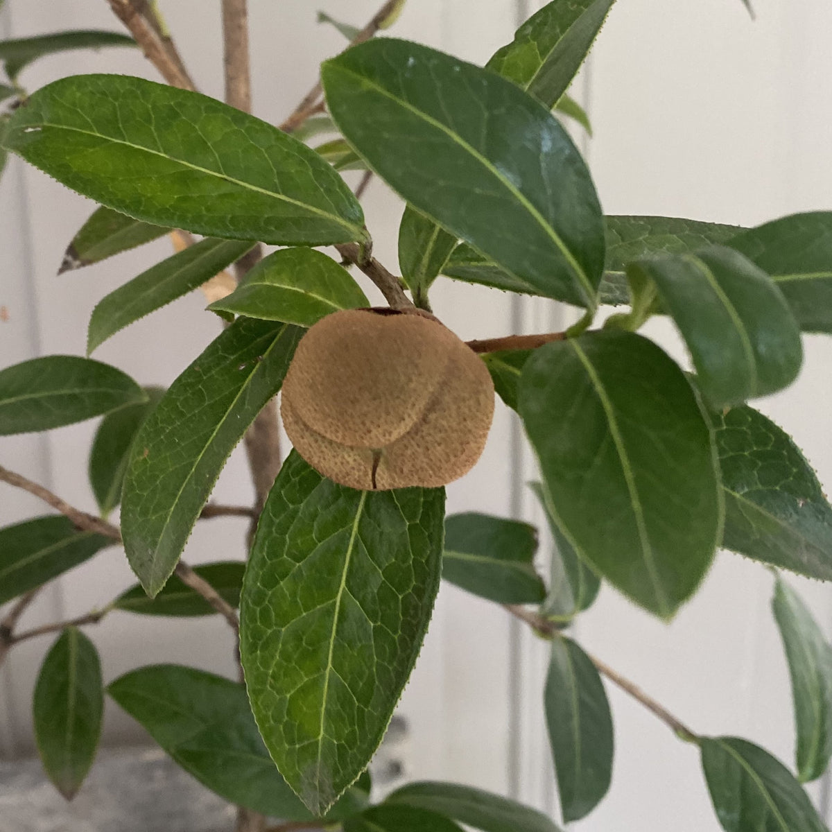 Camellia Saluenensis Wildform