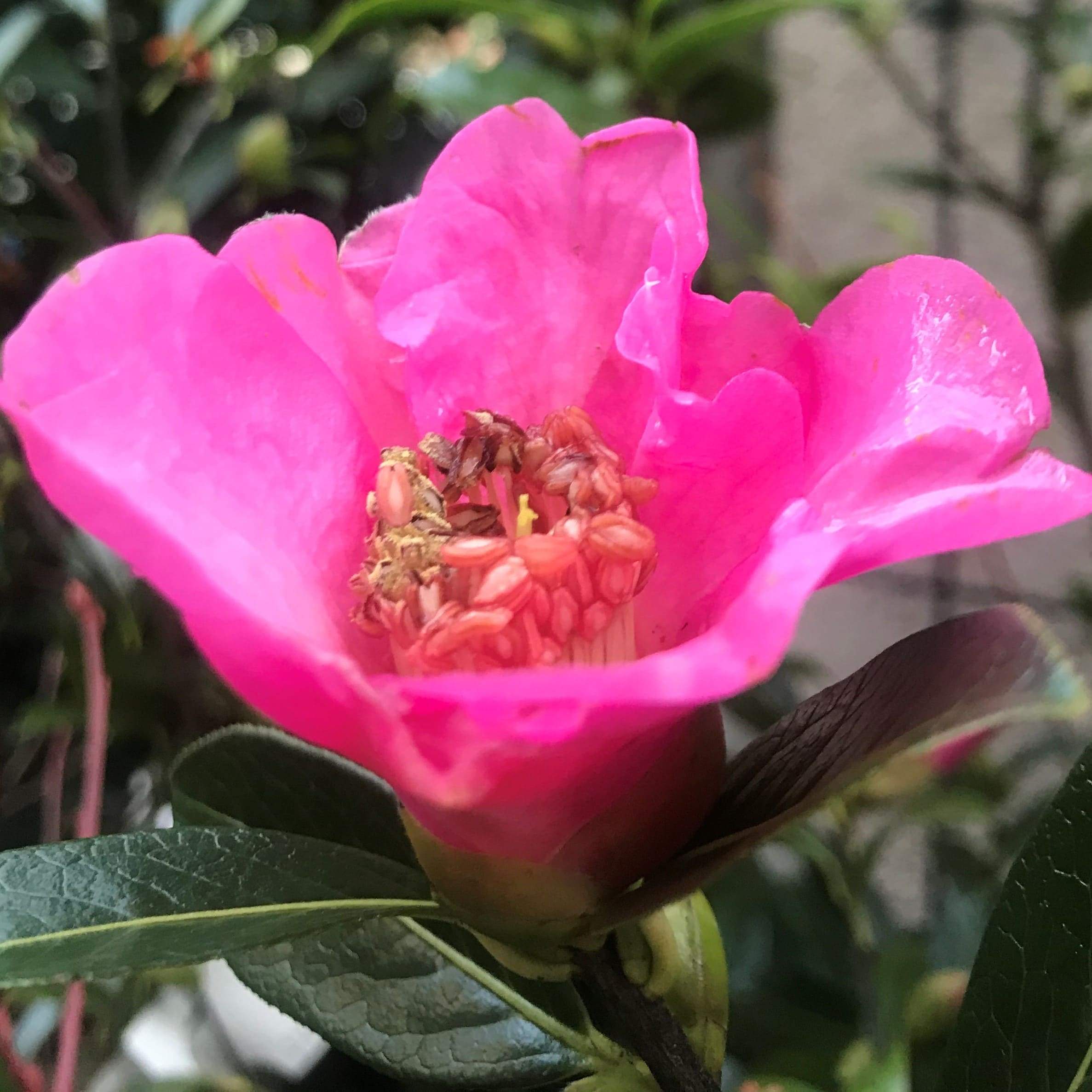 Camellia Saluenensis Wildform