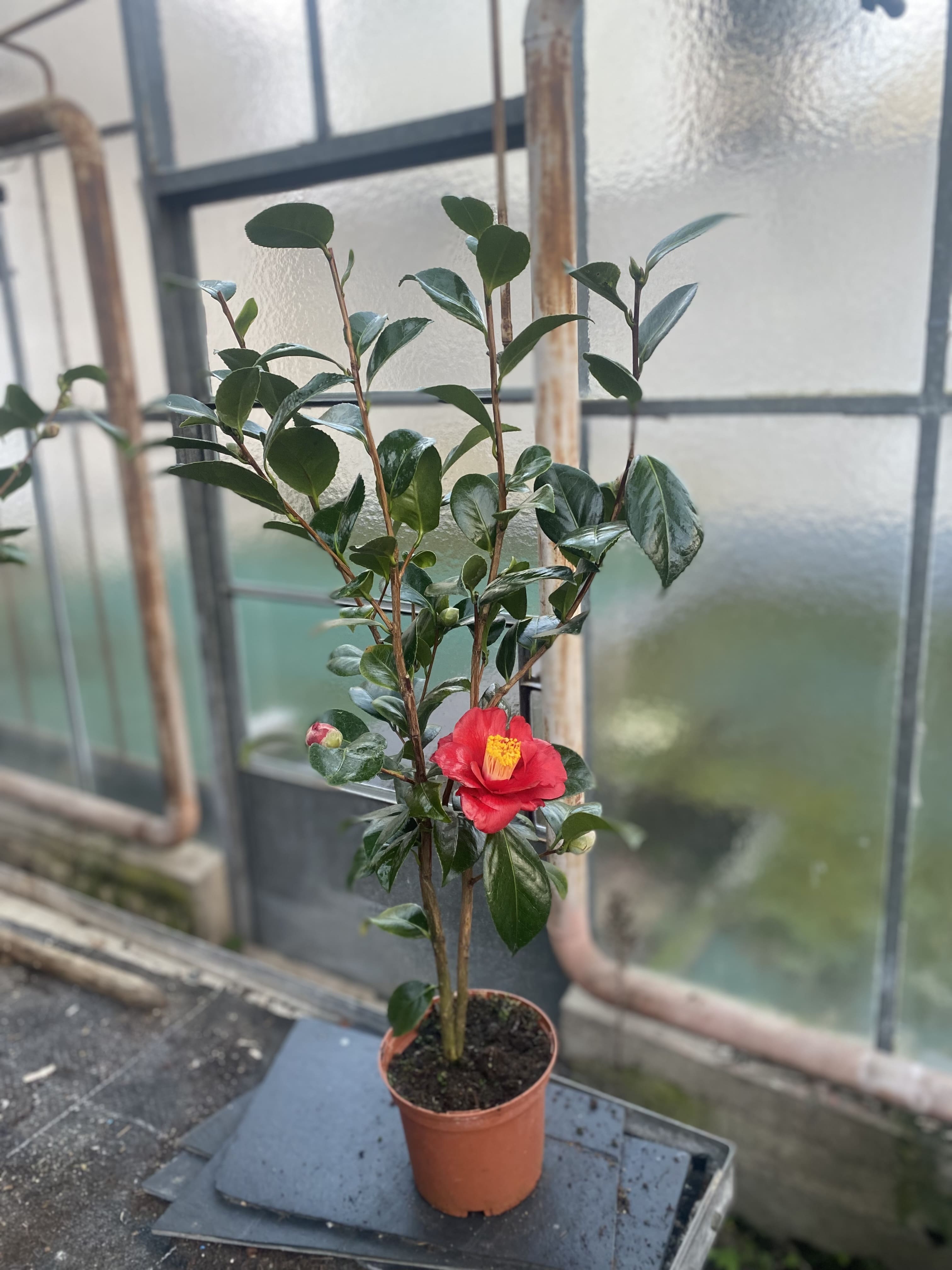 Camellia San Dimas
