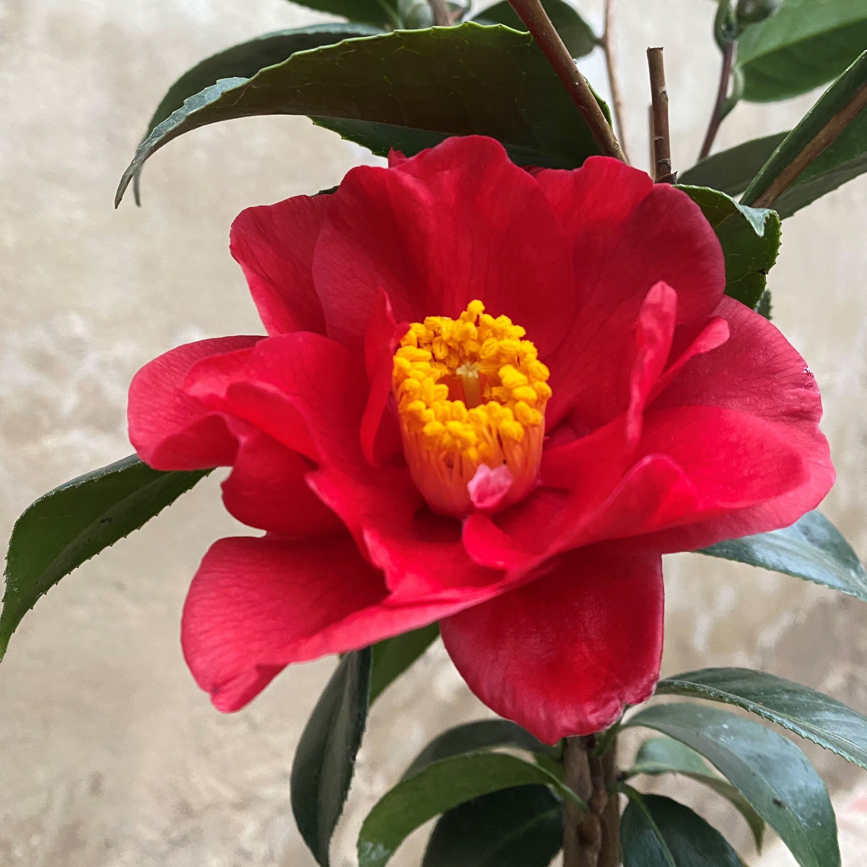 Camellia San Dimas