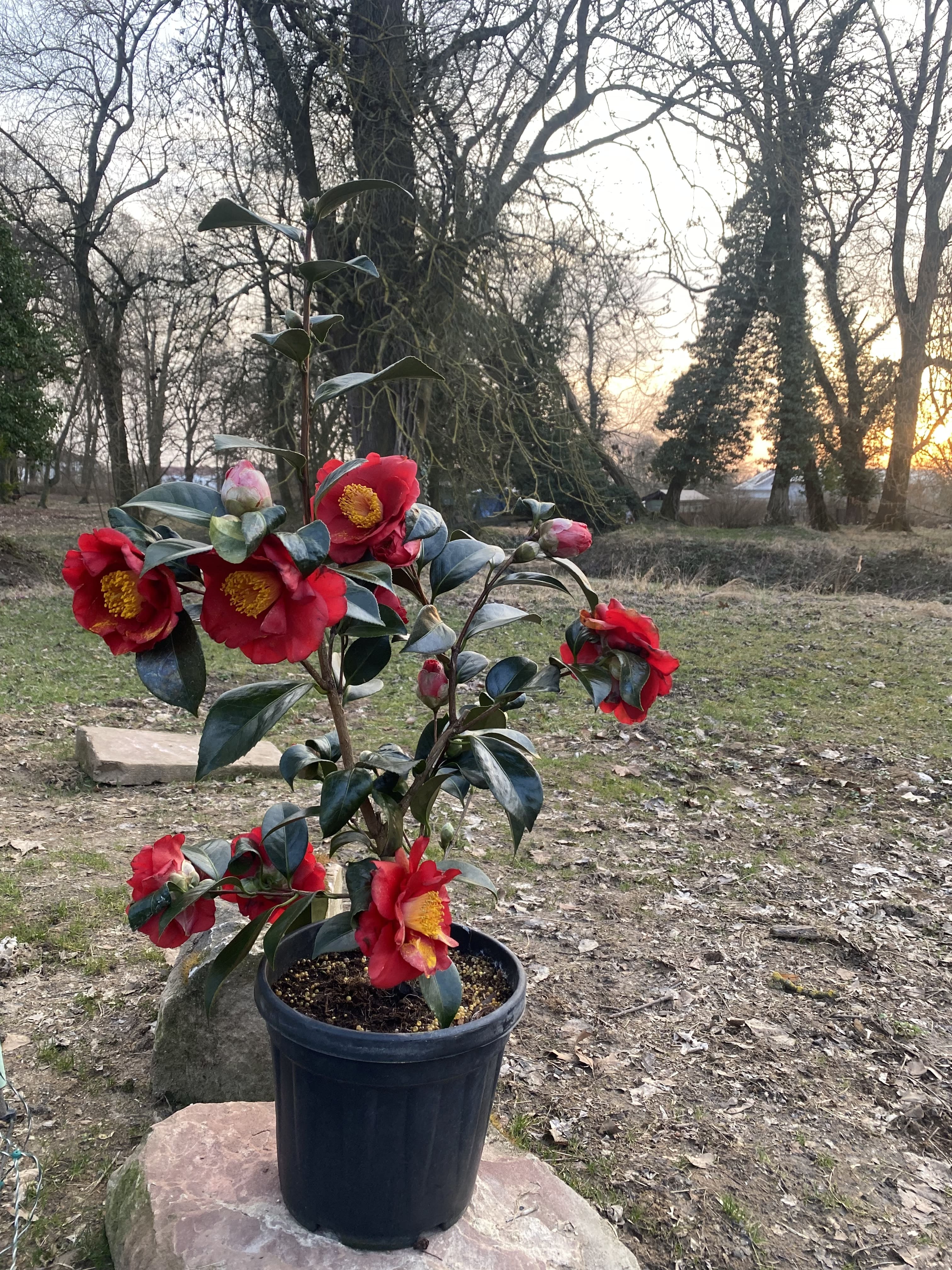 Camellia San Dimas
