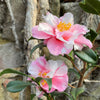 Camellia Shibori-egao