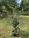 Camellia Egao