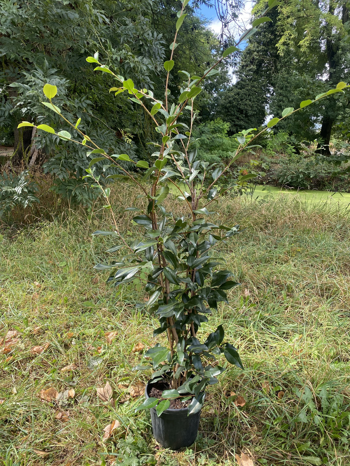 Camellia Egao