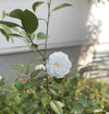 Camellia Shiragiku