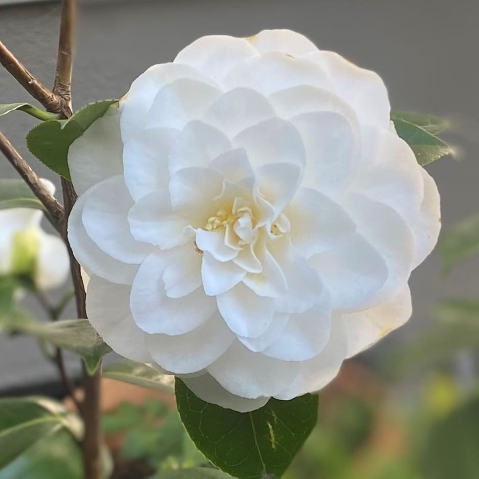 Camellia Shiragiku